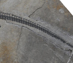 New Species of Triassic Long-Necked Marine Reptile Identified in China