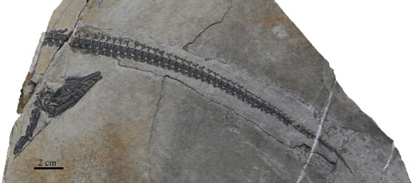 New Species of Triassic Long-Necked Marine Reptile Identified in China