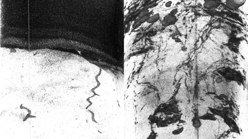 Strange corkscrew burrows and other unexpected structures discovered 4.7 miles deep in the Japan Trench