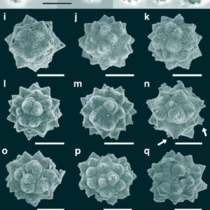 Palm Fossils from Subarctic Canada Imply Ice-Free Winters 48 Million Years Ago