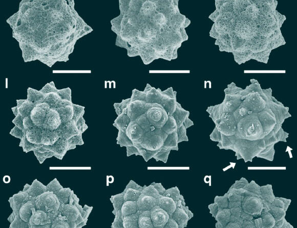 Palm Fossils from Subarctic Canada Imply Ice-Free Winters 48 Million Years Ago