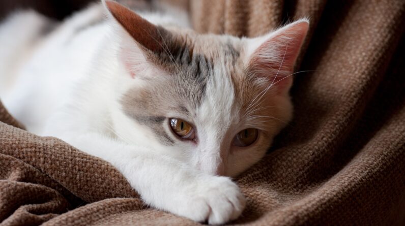 2 ‘exclusively indoor’ cats in Michigan caught bird flu, potentially from their owners