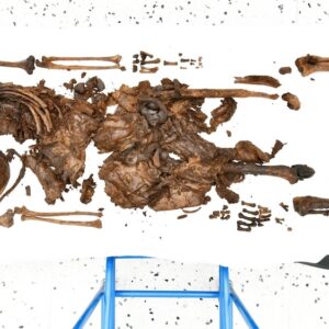 Decapitated woman found in Irish bog is 2,000-year-old ritual sacrifice