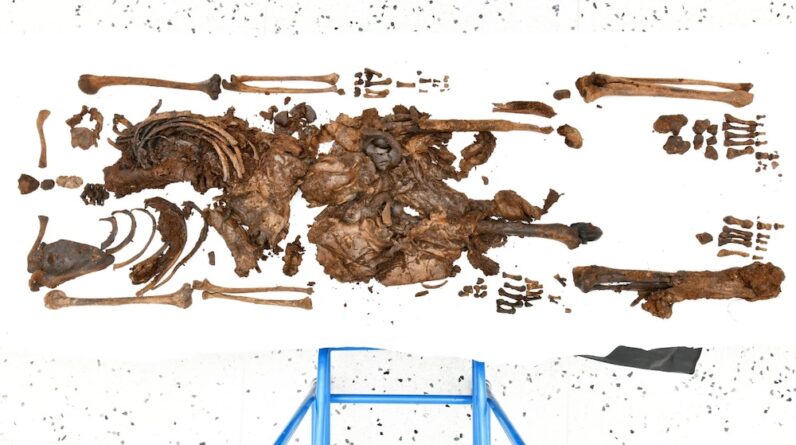 Decapitated woman found in Irish bog is 2,000-year-old ritual sacrifice