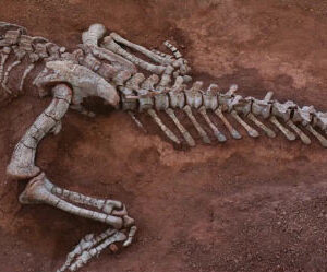 Paleontologists Discover New Species of Sauropodomorph Dinosaur