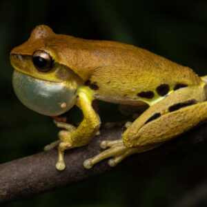 New Species of Tree Frog Discovered in Australia