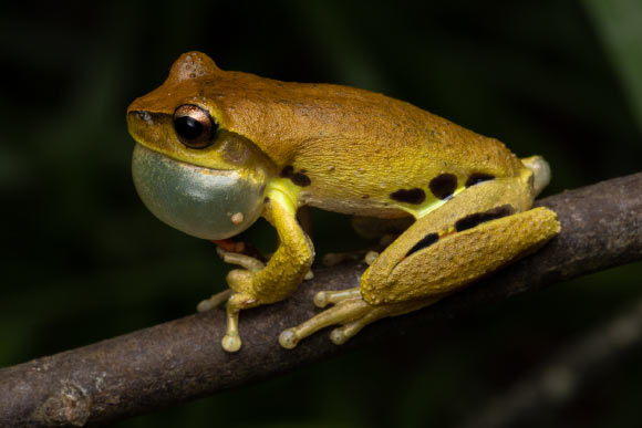 New Species of Tree Frog Discovered in Australia