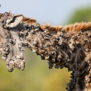 See heartbreaking photos of ‘bumpy’ giraffe in South Africa with viral disease rarely seen in these tall animals