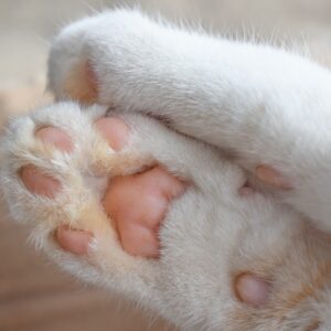 Why do cats have ‘toe beans’?