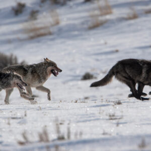 Reintroducing wolves to Yellowstone helped entire ecosystem thrive, 20-year study finds