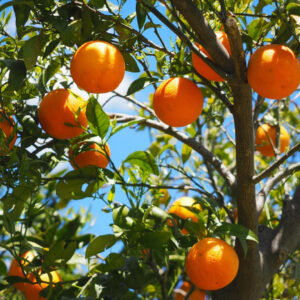 Citrus Fruit Consumption Helps Protect against Depression via Gut Microbiome: Study