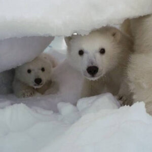 Rare Footage of Moms, Cubs Emerging from Dens Sheds Light on Elusive Polar Bear Reproduction