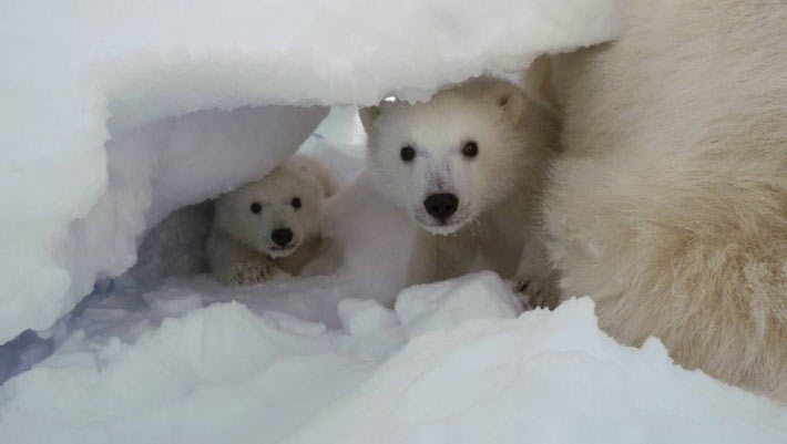 Rare Footage of Moms, Cubs Emerging from Dens Sheds Light on Elusive Polar Bear Reproduction