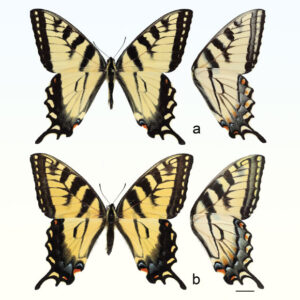 Cryptic New Species of Butterfly Identified in North America