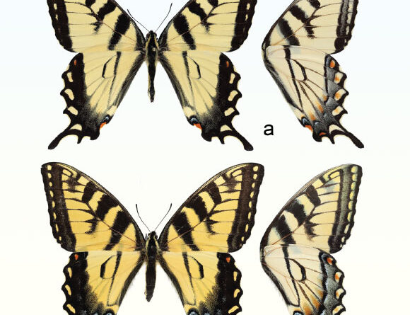 Cryptic New Species of Butterfly Identified in North America