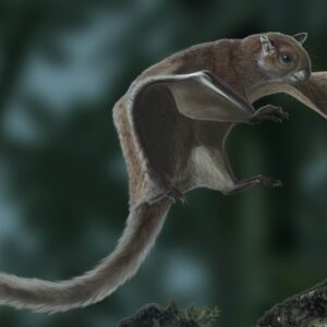 5 million-year-old tooth from Tennessee belongs to house cat-size flying squirrel