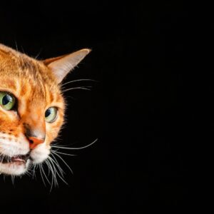 Why do cats make a weird face after smelling something?