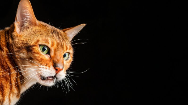 Why do cats make a weird face after smelling something?