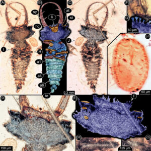 Cretaceous-Period Lacewing Larvae Had Sophisticated Eyes