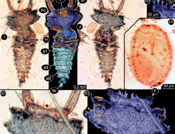 Cretaceous-Period Lacewing Larvae Had Sophisticated Eyes