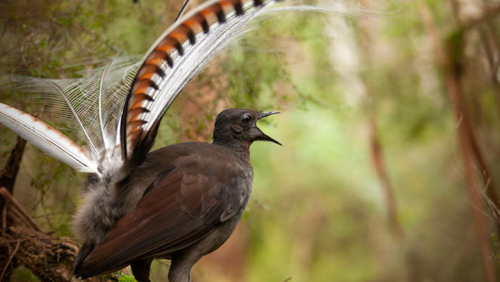 Superb Lyrebirds ‘Farm’ Their Invertebrate Prey, Ornithologists Discover