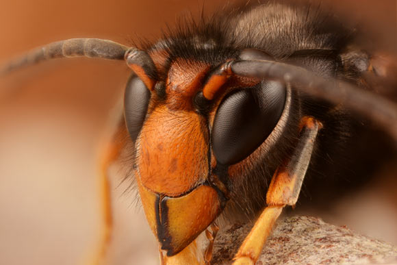 Asian Hornets Prey on Almost 1,500 Species of Invertebrates, New Study Reveals