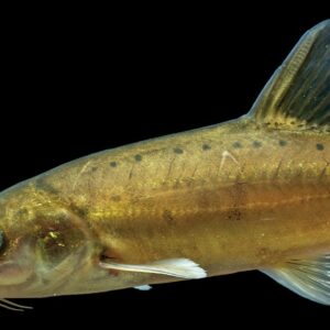 Golden scaleless cave fish discovered in China shows evolution in action