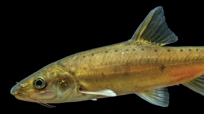 Golden scaleless cave fish discovered in China shows evolution in action