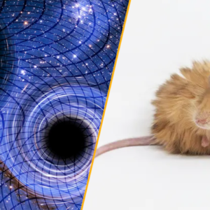 Science news this week: Gravitational memory and woolly mice