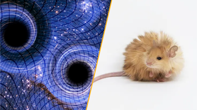 Science news this week: Gravitational memory and woolly mice