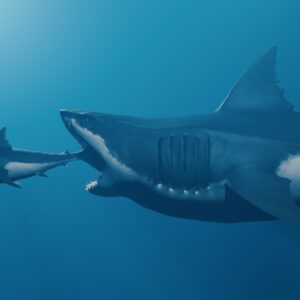 Megalodon may have grown up to 80 feet long — far larger than previous estimates