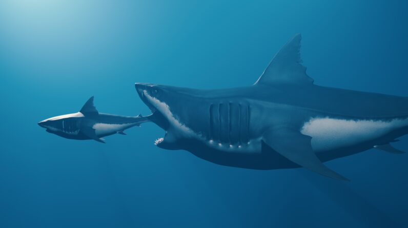 Megalodon may have grown up to 80 feet long — far larger than previous estimates