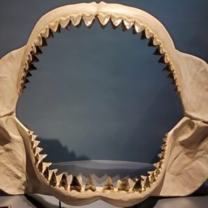 Study: Megalodon’s body shape was closer to a lemon shark