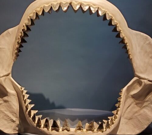 Study: Megalodon’s body shape was closer to a lemon shark