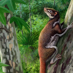 Mixodectes pungens: Enigmatic Mammal from Early Paleocene was Claw-Climbing Arborealist