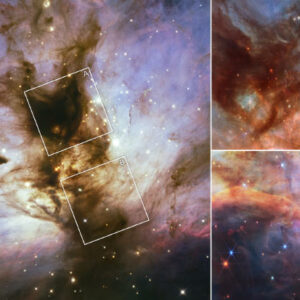 Webb Focuses on Flame Nebula’s Brown Dwarfs