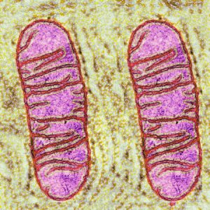 POLG diseases: Rare genetic conditions that starve cells of energy and afflicted the late Prince of Luxembourg