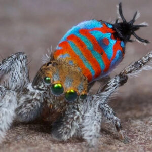 Sparklemuffin peacock spider: The spider with secret iridescent scales that busts a move to win a mate