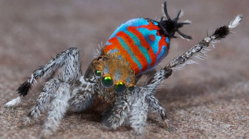 Sparklemuffin peacock spider: The spider with secret iridescent scales that busts a move to win a mate