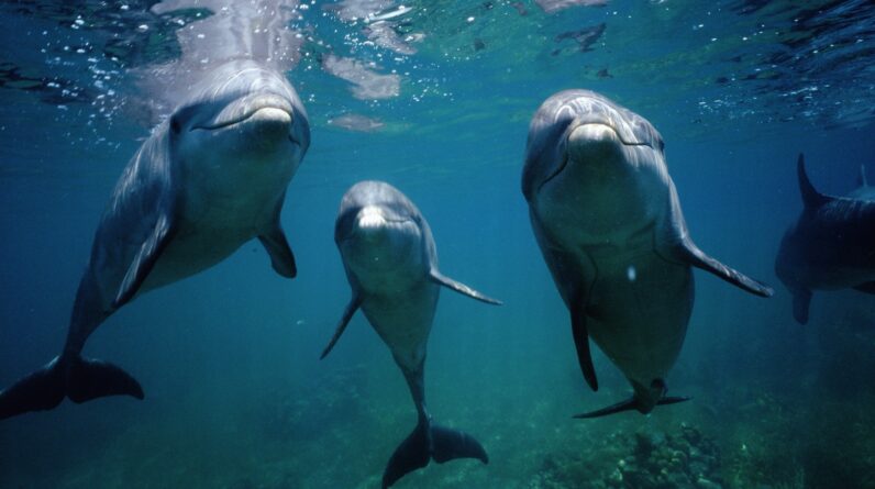 Dolphins: Facts about the intelligent marine mammals that use tools to hunt