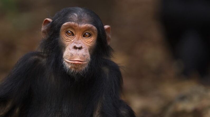 Primates: Facts about the group that includes humans, apes, monkeys and other close relatives
