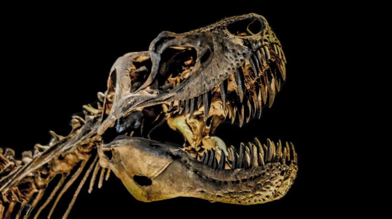 ‘Dispiriting and exasperating’: The world’s super rich are buying up T. rex fossils and it’s hampering research