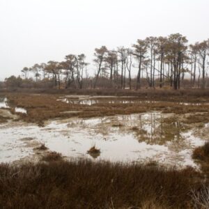 Ghost forests are growing as sea levels rise