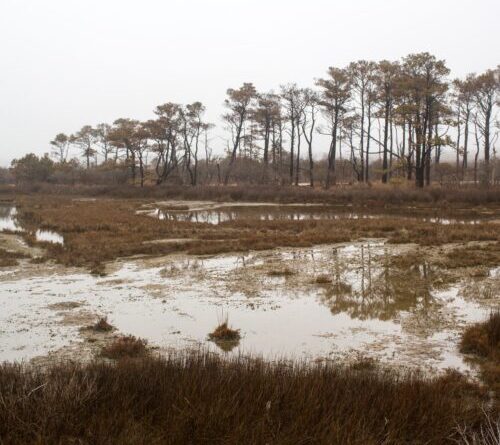 Ghost forests are growing as sea levels rise
