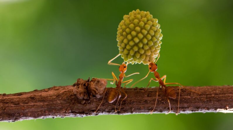 Insects: Facts about the creepy-crawlies that make up more than half of the world’s animal species