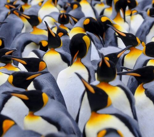 Penguin poop may help preserve Antarctic climate