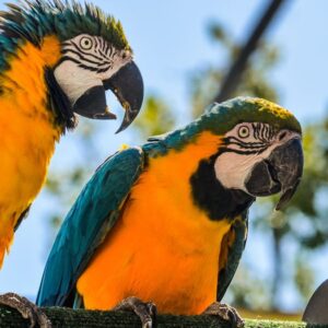 Do parrots actually understand what they’re saying?