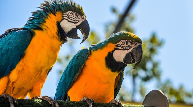 Do parrots actually understand what they’re saying?