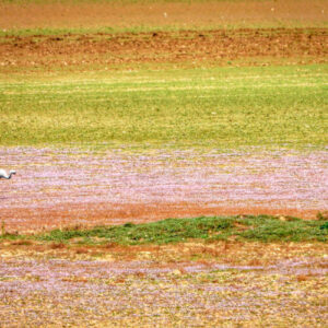 How farmers can help rescue water-loving birds