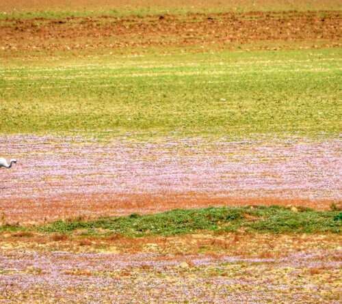 How farmers can help rescue water-loving birds